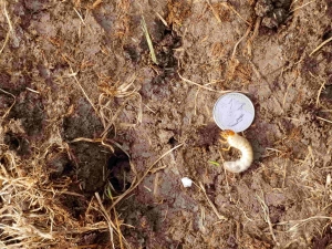 Large grub found under sod
